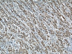 PCNA Rabbit anti-Human, Mouse, Rat, Zebrafish, Polyclonal, Proteintech