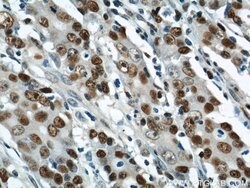 PCNA Rabbit anti-Human, Mouse, Rat, Zebrafish, Polyclonal, Proteintech