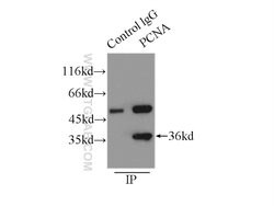 PCNA Rabbit anti-Human, Mouse, Rat, Zebrafish, Polyclonal, Proteintech