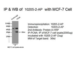 PCNA Rabbit anti-Human, Mouse, Rat, Zebrafish, Polyclonal, Proteintech