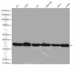 PCNA Rabbit anti-Human, Mouse, Rat, Zebrafish, Polyclonal, Proteintech