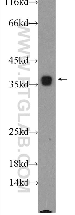 PCNA Rabbit anti-Human, Mouse, Rat, Zebrafish, Polyclonal, Proteintech