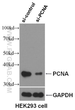 PCNA Rabbit anti-Human, Mouse, Rat, Zebrafish, Polyclonal, Proteintech