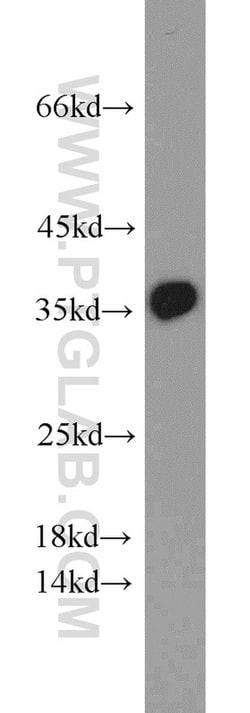 PCNA Rabbit anti-Human, Mouse, Rat, Zebrafish, Polyclonal, Proteintech