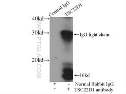 TSC22D1 Rabbit anti-Human, Mouse, Rat, Polyclonal, Proteintech:Antikörper:Primärantikörper