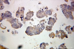 PDLIM7 Rabbit anti-Human, Polyclonal, Proteintech:Antibodies:Primary Antibodies