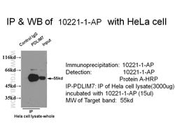 PDLIM7 Rabbit anti-Human, Polyclonal, Proteintech:Antibodies:Primary Antibodies