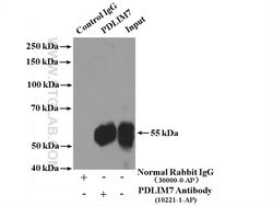 PDLIM7 Rabbit anti-Human, Polyclonal, Proteintech:Antibodies:Primary Antibodies
