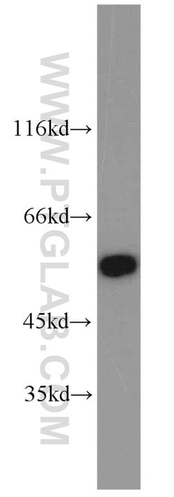 PDLIM7 Rabbit anti-Human, Polyclonal, Proteintech:Antibodies:Primary Antibodies