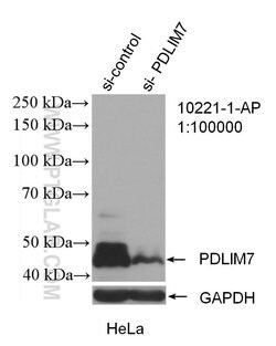 Proteintech PDLIM7 Rabbit anti-Human, Polyclonal, Proteintech