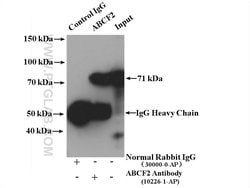 ABCF2 Rabbit anti-Human, Mouse, Polyclonal, Proteintech:Antibodies:Primary