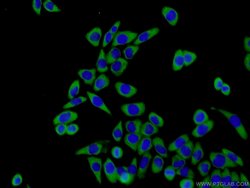 EIF2S2 Rabbit anti-Human, Mouse, Polyclonal, Proteintech 150 &mu;L; Unconjugated:Antibodies,