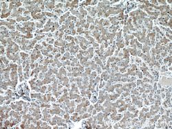 EIF2S2 Rabbit anti-Human, Mouse, Polyclonal, Proteintech 150 &mu;L; Unconjugated:Antibodies,