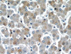 EIF2S2 Rabbit anti-Human, Mouse, Polyclonal, Proteintech 150 &mu;L; Unconjugated:Antibodies,