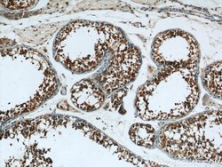 EIF2S2 Rabbit anti-Human, Mouse, Polyclonal, Proteintech 150 &mu;L; Unconjugated:Antibodies,