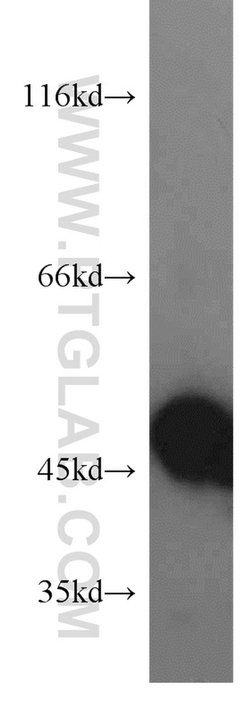 EIF2S2 Rabbit anti-Human, Mouse, Polyclonal, Proteintech 150 &mu;L; Unconjugated:Antibodies,