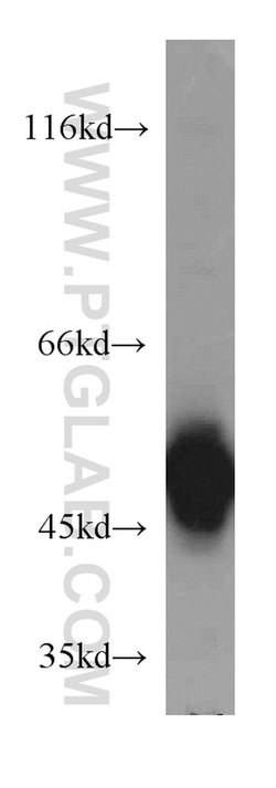 EIF2S2 Rabbit anti-Human, Mouse, Polyclonal, Proteintech 150 &mu;L; Unconjugated:Antibodies,