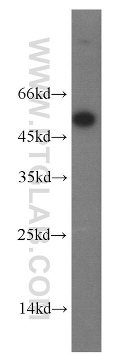 EIF2S2 Rabbit anti-Human, Mouse, Polyclonal, Proteintech 150 &mu;L; Unconjugated:Antibodies,