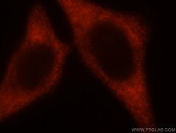 EIF2S2 Rabbit anti-Human, Mouse, Polyclonal, Proteintech 150 &mu;L; Unconjugated:Antibodies,