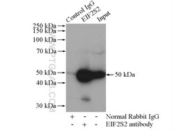 EIF2S2 Rabbit anti-Human, Mouse, Polyclonal, Proteintech 150 &mu;L; Unconjugated:Antibodies,
