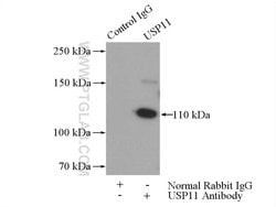 USP11 Rabbit anti-Human, Polyclonal, Proteintech 150 &mu;L; Unconjugated:Antibodies,