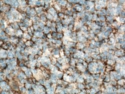 CD82 Rabbit anti-Human, Mouse, Polyclonal, Proteintech 20 &mu;L; Unconjugated:Antibodies,