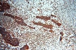 HDAC3 Rabbit anti-Human, Mouse, Rat, Polyclonal, Proteintech:Antibodies:Primary
