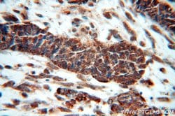HDAC3 Rabbit anti-Human, Mouse, Rat, Polyclonal, Proteintech:Antibodies:Primary