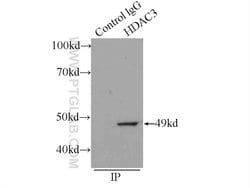 HDAC3 Rabbit anti-Human, Mouse, Rat, Polyclonal, Proteintech:Antibodies:Primary