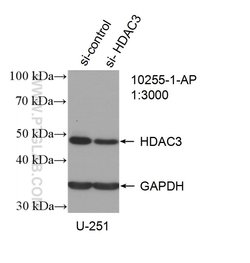 HDAC3 Rabbit anti-Human, Mouse, Rat, Polyclonal, Proteintech:Antibodies:Primary