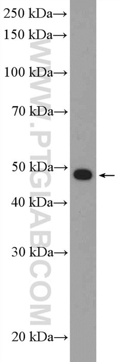 HDAC3 Rabbit anti-Human, Mouse, Rat, Polyclonal, Proteintech:Antibodies:Primary