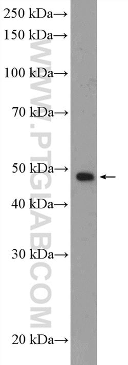 HDAC3 Rabbit anti-Human, Mouse, Rat, Polyclonal, Proteintech:Antibodies:Primary