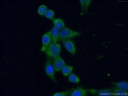 IkB alpha Rabbit anti-Human, Mouse, Porcine, Polyclonal, Proteintech 150