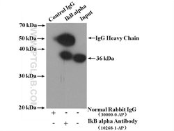 IkB alpha Rabbit anti-Human, Mouse, Porcine, Polyclonal, Proteintech 150