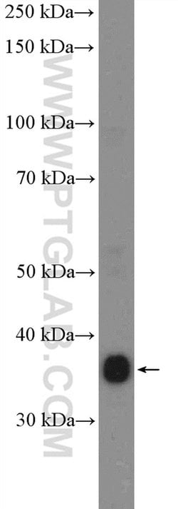 IkB alpha Rabbit anti-Human, Mouse, Porcine, Polyclonal, Proteintech 150