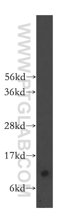 FKBP1A Rabbit anti-Human, Mouse, Polyclonal, Proteintech:Antibodies:Primary