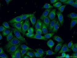 LGALS3BP Rabbit anti-Human, Polyclonal, Proteintech:Antibodies:Primary