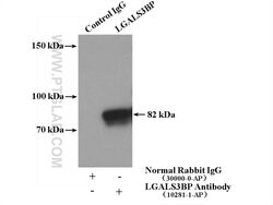 LGALS3BP Rabbit anti-Human, Polyclonal, Proteintech:Antibodies:Primary