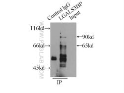 LGALS3BP Rabbit anti-Human, Polyclonal, Proteintech:Antibodies:Primary