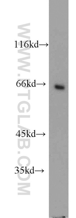 LGALS3BP Rabbit anti-Human, Polyclonal, Proteintech:Antibodies:Primary
