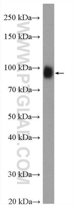 LGALS3BP Rabbit anti-Human, Polyclonal, Proteintech:Antibodies:Primary