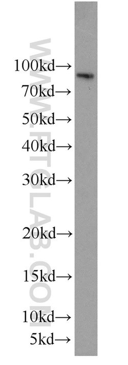 CYPC Rabbit anti-Human, Mouse, Rat, Polyclonal, Proteintech:Antibodies:Primary