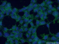 CYPC Rabbit anti-Human, Mouse, Rat, Polyclonal, Proteintech:Antibodies:Primary