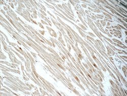 CYPC Rabbit anti-Human, Mouse, Rat, Polyclonal, Proteintech:Antibodies:Primary