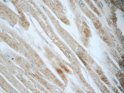 CYPC Rabbit anti-Human, Mouse, Rat, Polyclonal, Proteintech:Antibodies:Primary