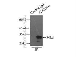 CCM3/PDCD10 Rabbit anti-Human, Mouse, Rat, Polyclonal, Proteintech:Antibodies:Primary
