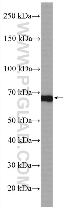 PLK1 Rabbit anti-Human, Mouse, Rat, Polyclonal, Proteintech:Antibodies:Primary