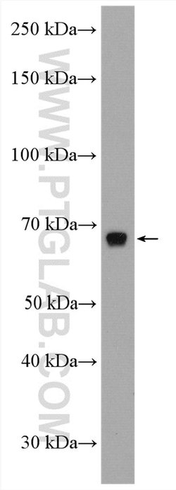 PLK1 Rabbit anti-Human, Mouse, Rat, Polyclonal, Proteintech:Antibodies:Primary