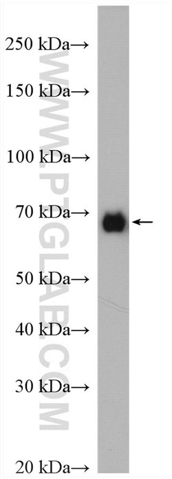 PLK1 Rabbit anti-Human, Mouse, Rat, Polyclonal, Proteintech:Antibodies:Primary