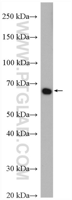 PLK1 Rabbit anti-Human, Mouse, Rat, Polyclonal, Proteintech:Antibodies:Primary